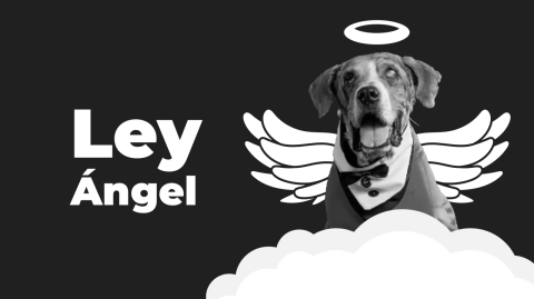 Ley Ángel: Un gran avance en la lucha contra el maltrato animal en Colombia