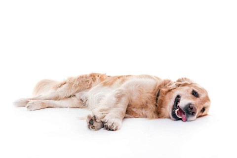 ¿Por qué tu mascota necesita cuidados articulares desde joven?
