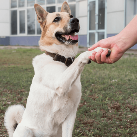 Que nada detenga sus pasos: Cómo cuidar las articulaciones de tu peludito y por qué Condrovet Force HA puede cambiarlo todo