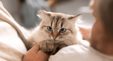 ¿Cómo saber si mi gato está estresado? Las señales felinas que no debes ignorar