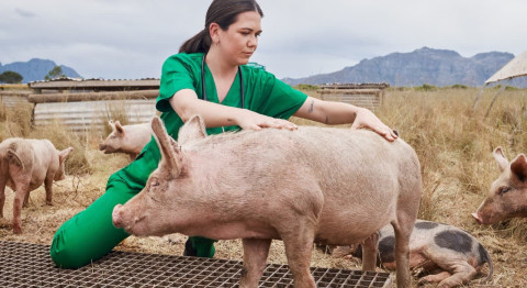 La solución de larga acción para el Complejo Respiratorio Porcino: eficacia y confianza en el tratamiento